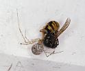Cryptachaea_gigantipes_F2335_Z_87_Houhora heads_Nieuw-Zeeland